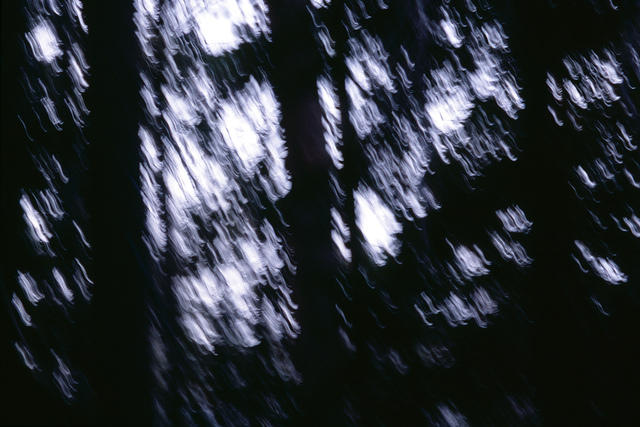 0005.cant.see.the.forest