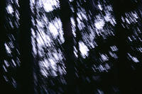 0005.cant.see.the.forest